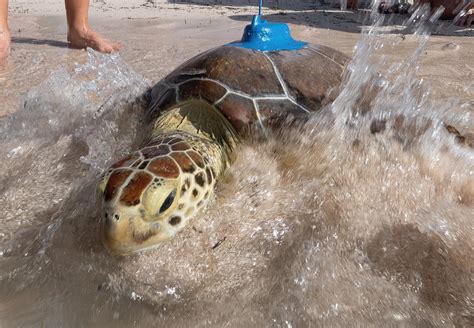 Rehabilitated sea turtle released in Florida Keys to join Tour de Turtles